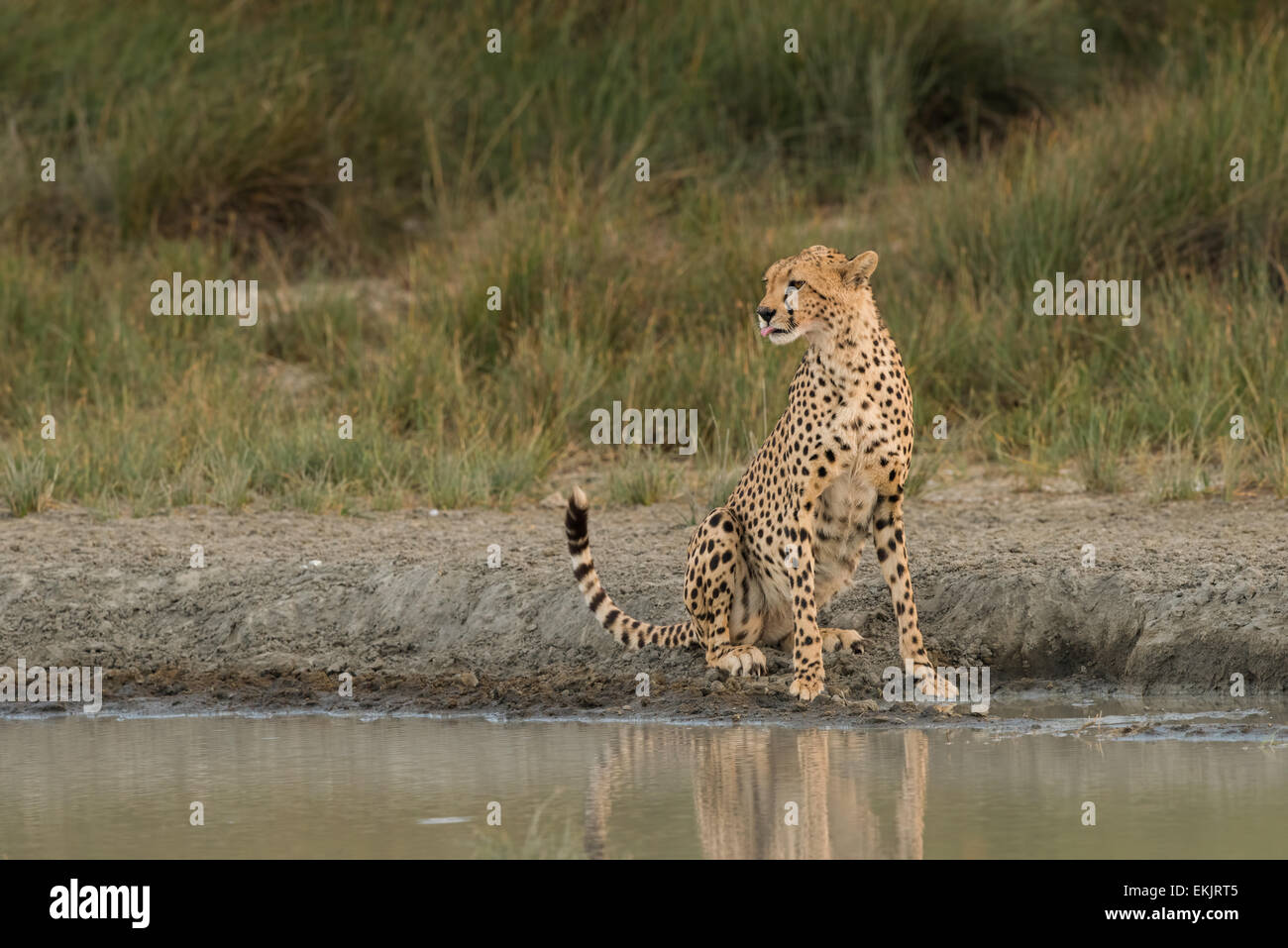 Gepard sitzt neben Wasserloch, Tansania Stockfoto
