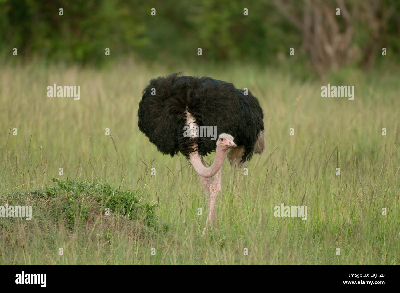 Männliche Strauß in Gräser, Jagd Stockfoto