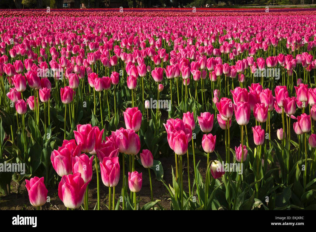 WA10232-00... WASHINGTON - kommerziellen Bereich der Tulpen, die von der RoozenGaarde-Birne-Farm im Skagit Valley angebaut. Stockfoto