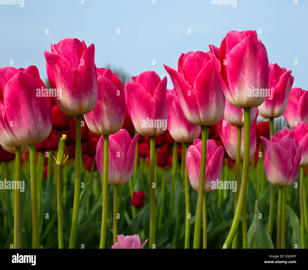 WA10236-00... WASHINGTON - kommerziellen Bereich der Tulpen, die von der RoozenGaarde-Birne-Farm im Skagit Valley angebaut. Stockfoto