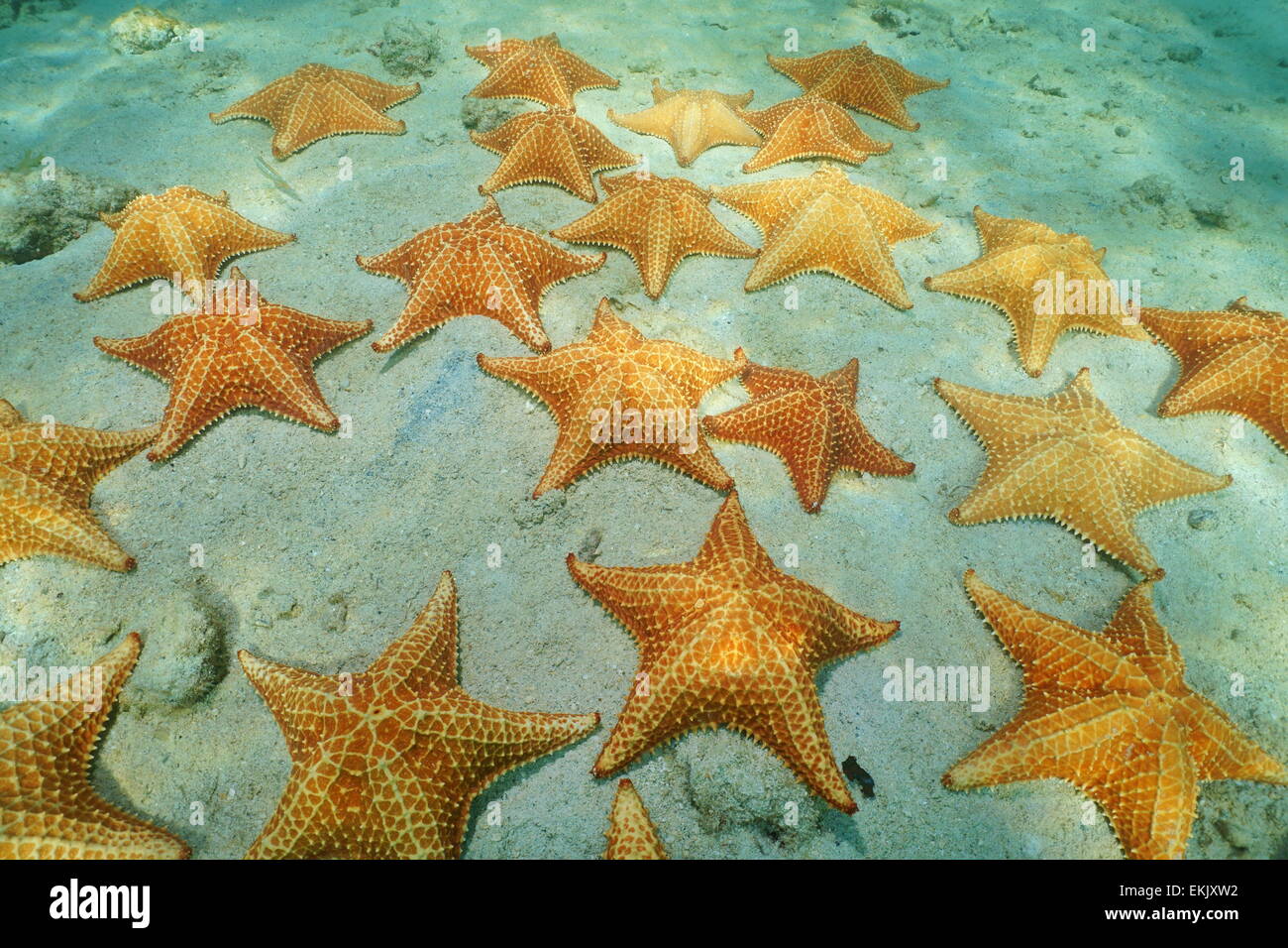 Cluster von Starfish Unterwasser, Kissen-Seestern, Oreaster Reticulatus, auf sandigen Meeresboden des karibischen Meeres Stockfoto