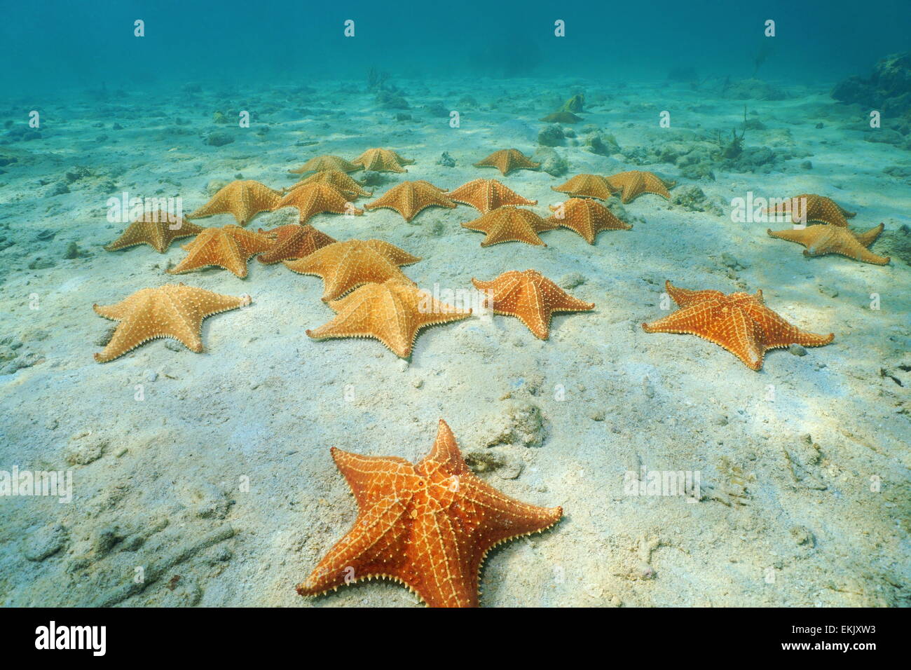 Seesterne, Oreaster Reticulatus, Kissen Unterwasser auf Sandboden in der Karibik, Panama, Mittelamerika Stockfoto