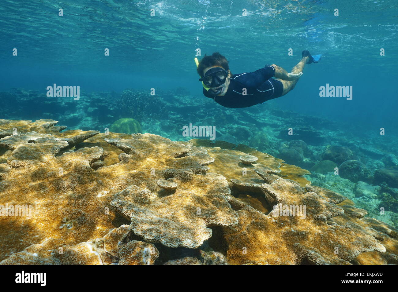 Mann unter Wasser Schnorcheln über tropischen Riff mit großen Elkhorn Korallen in der Karibik, Mexiko Stockfoto