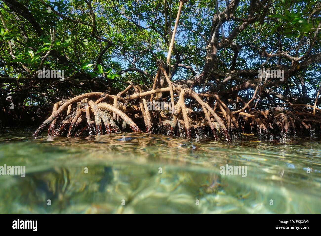 Mangroven-Baum, Rhizophora Mangle, in das Wasser von der Oberfläche, Karibische Meer gesehen Stockfoto