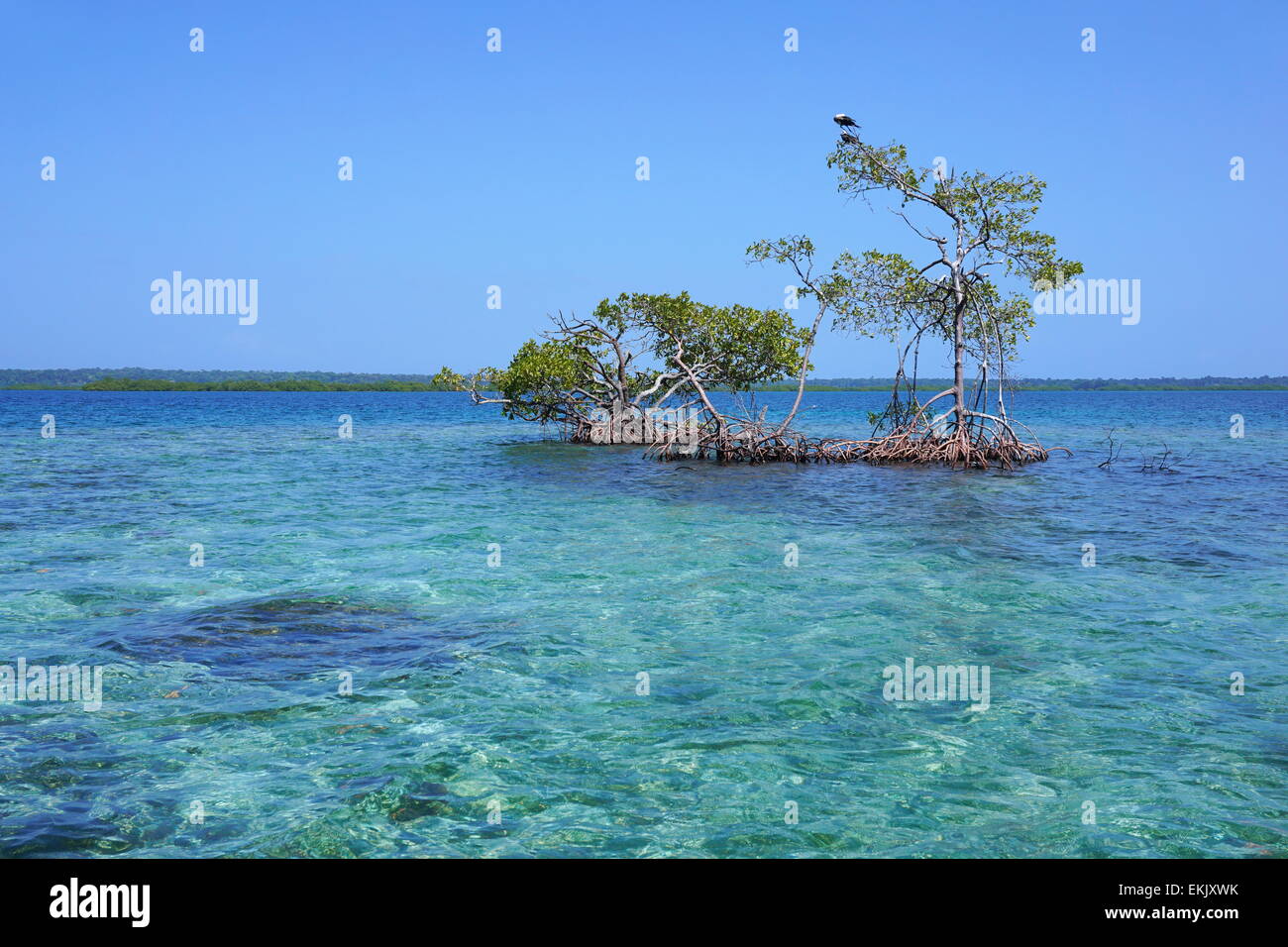 Seelandschaft mit einsamen Mangrovenbäume in die Karibik, Panama, Mittelamerika Stockfoto