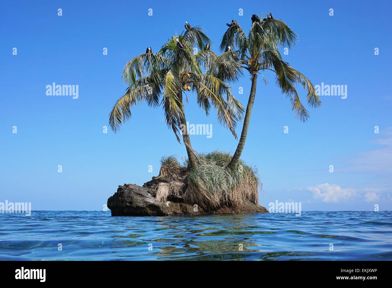 Kleine Insel mit zwei Kokosnuss-Palmen und Seevögel auf Blättern, Zapatillas Insel, Karibik, Panama Stockfoto