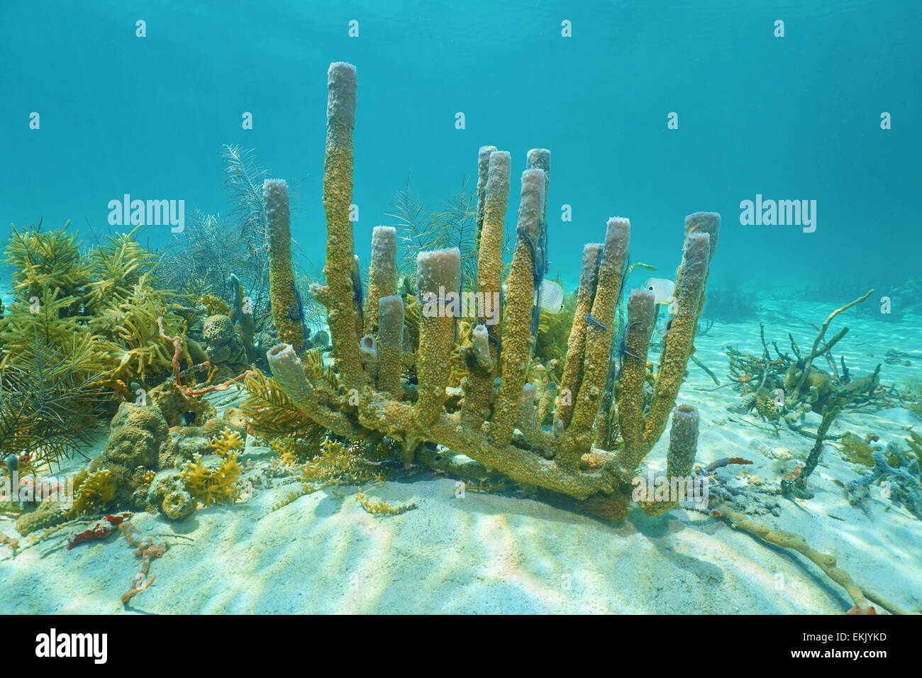 Unterwasser-Leben, Verzweigung Vase Schwamm, Callyspongia Vaginalis, auf dem Meeresboden des karibischen Meeres Stockfoto