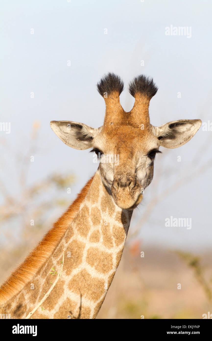 Porträt von afrikanische Giraffe, Südafrika Stockfoto
