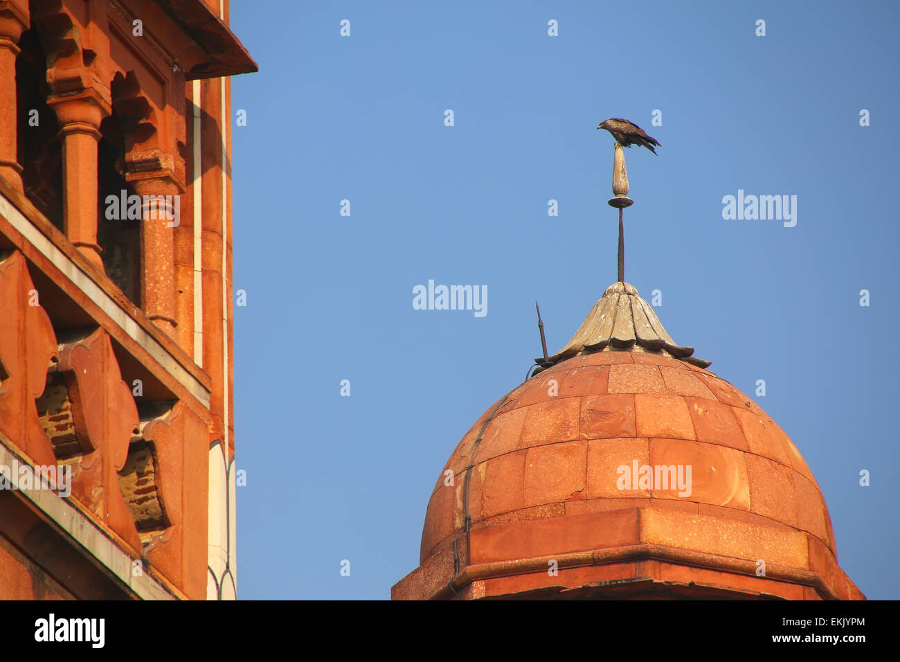 Schließen Sie die Ansicht von einer kleinen Kuppel mit Hawk sitzen an der Spitze, Safdarjung Grab, New Delhi, Indien. Grab wurde im Jahre 1754 in der späten Mugha gebaut. Stockfoto