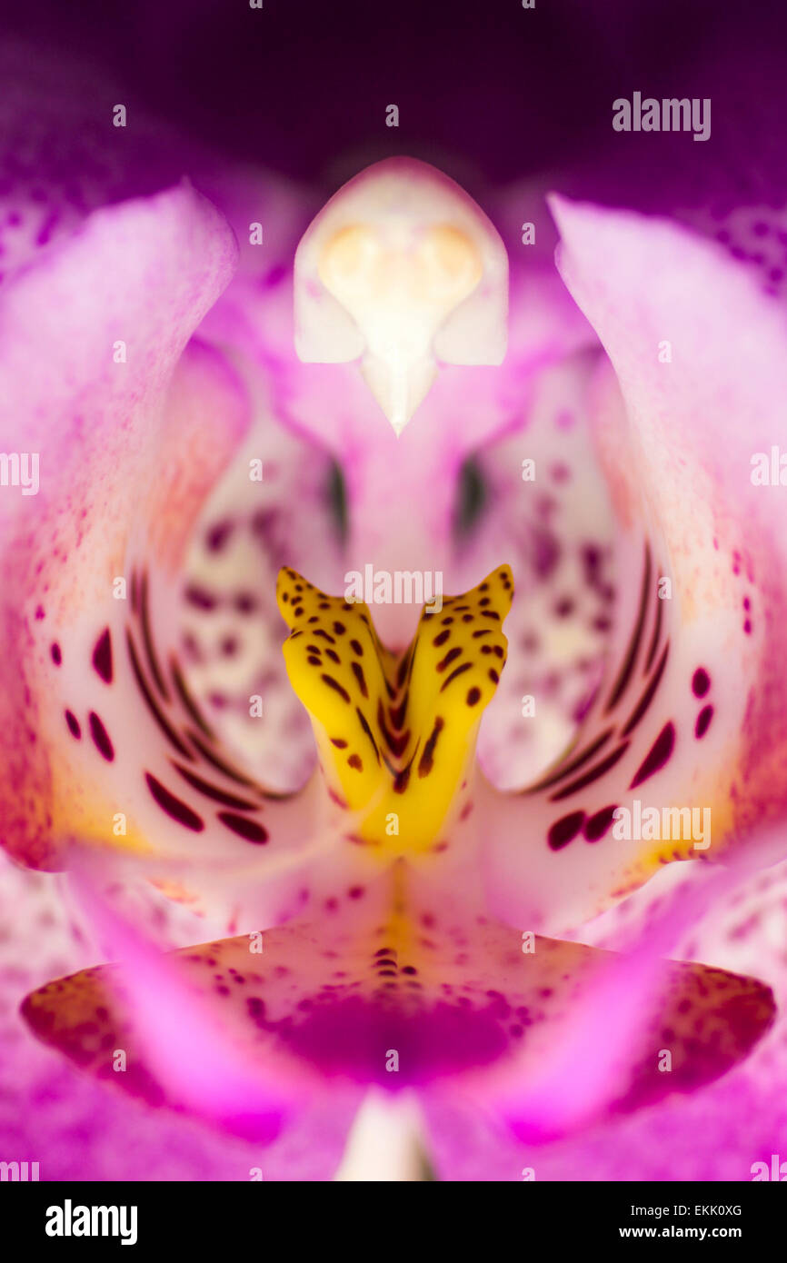 Orchidee Phalaenopsis Stockfoto