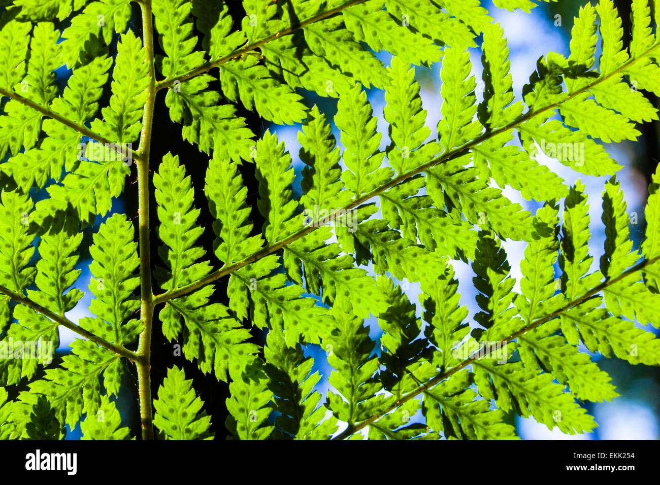 Gemeinsamen Wurmfarn (Dryopteris Filix-Mas), beleuchtete Blatt im Abendlicht Stockfoto