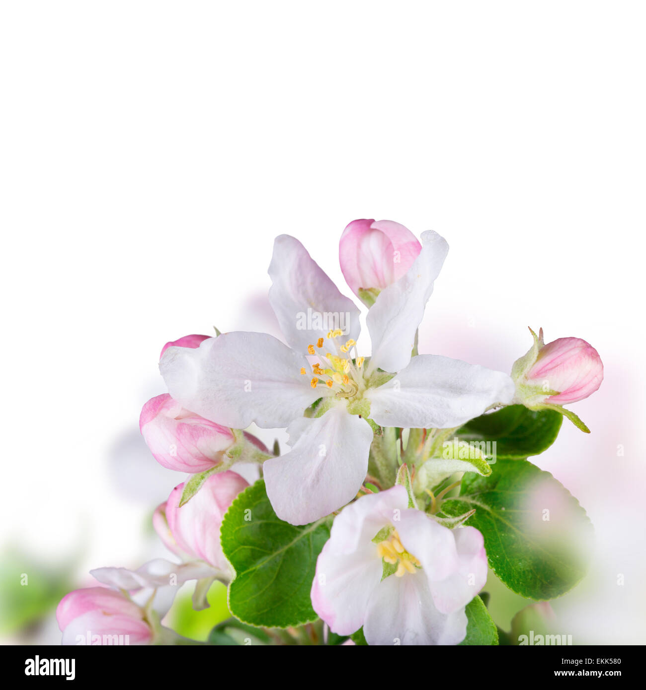 Frühling-Rand-Hintergrund mit schönen Blüten Stockfoto