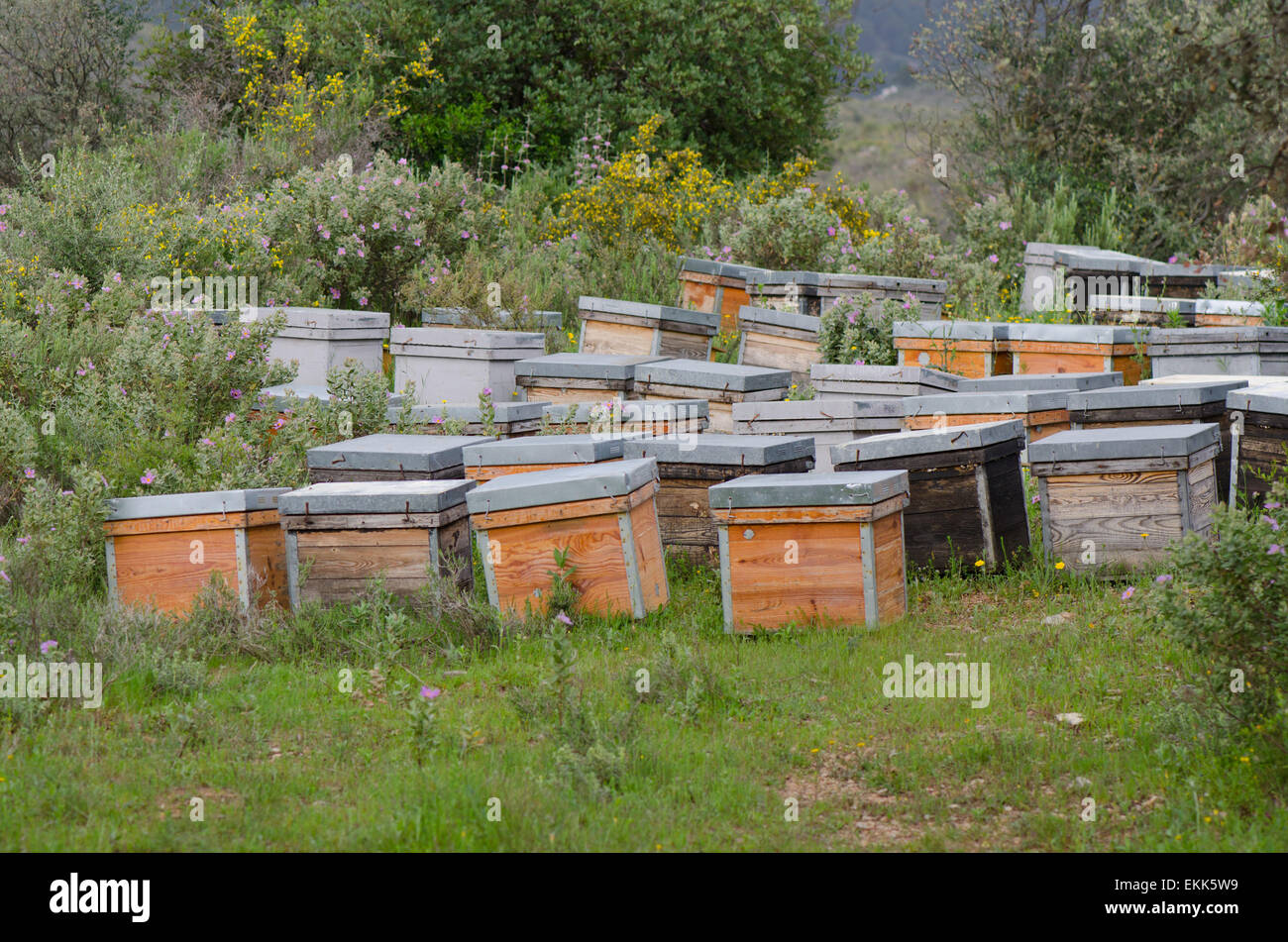 Hölzerne Bienenstöcke mit aktiven Honigbienen, Landschaften von Andalusien, Spanien. Stockfoto