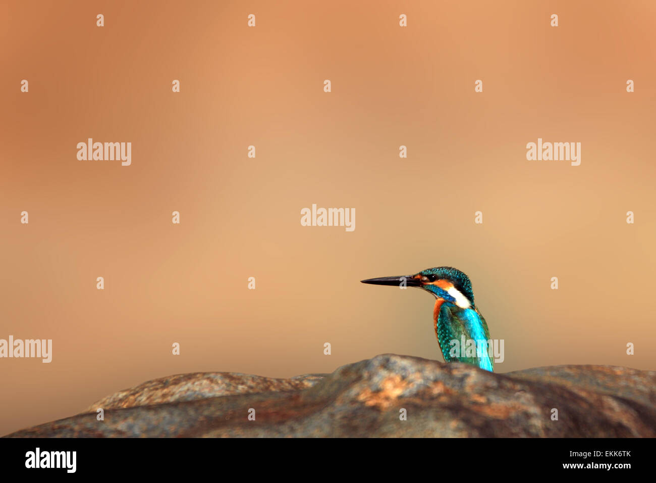 Eisvogel (Alcedo Atthis, aka eurasischen Kingfisher Fluss Eisvogel), Kanha National Park, Madhya Pradesh, Indien Stockfoto