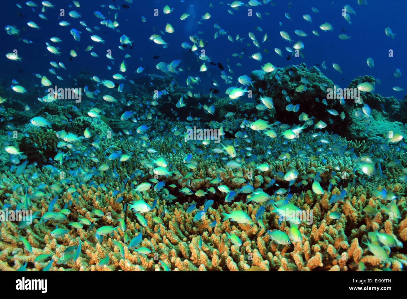 Schule für kleine Fische über harte Korallenriff, Süd Ari Atoll, Malediven Stockfoto