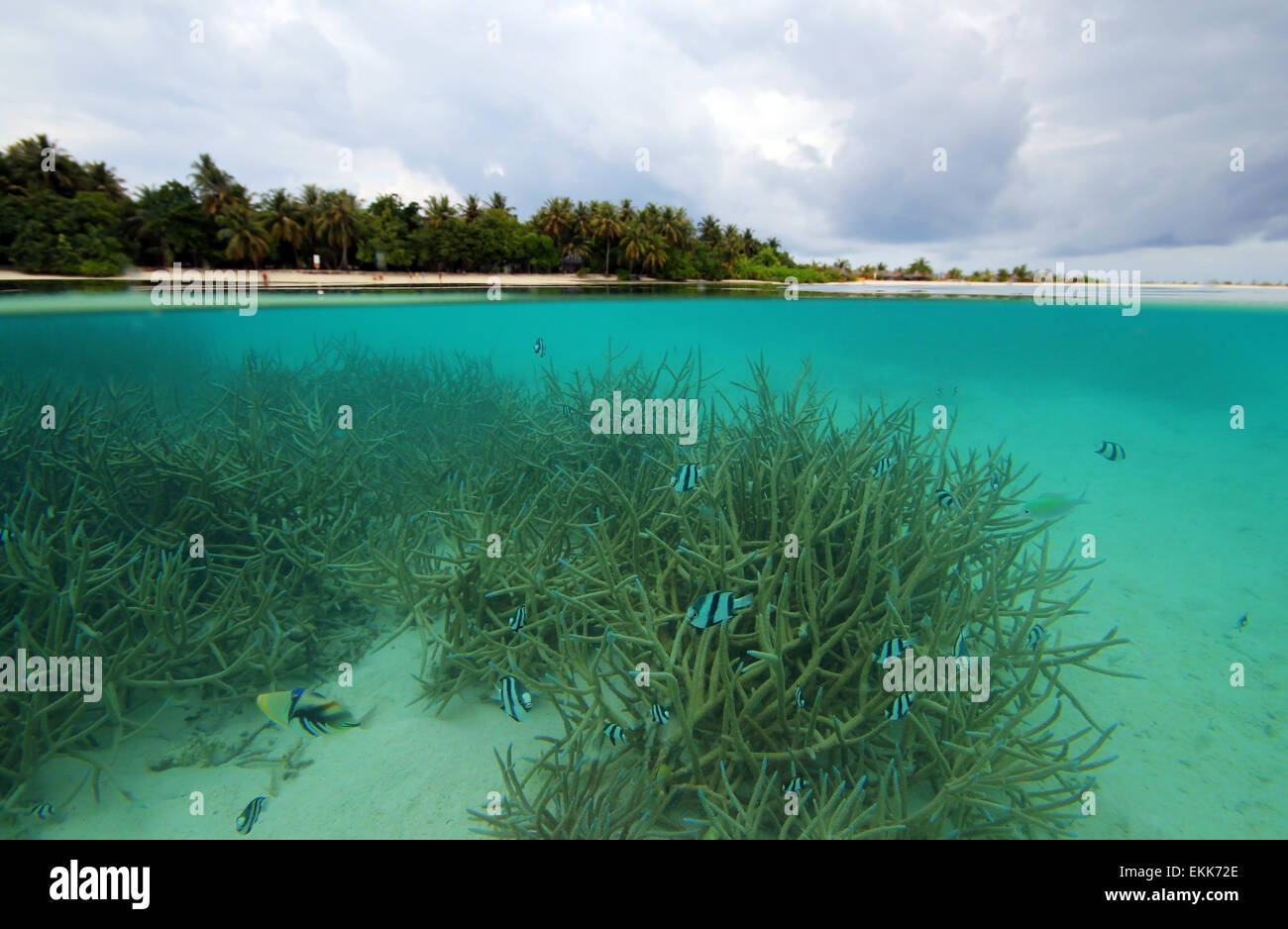 Split-Screen-Ansicht von einer Tropeninsel und Korallenriff, Sonneninsel (Nalaguraidhoo), Süd Ari Atoll, Malediven Stockfoto