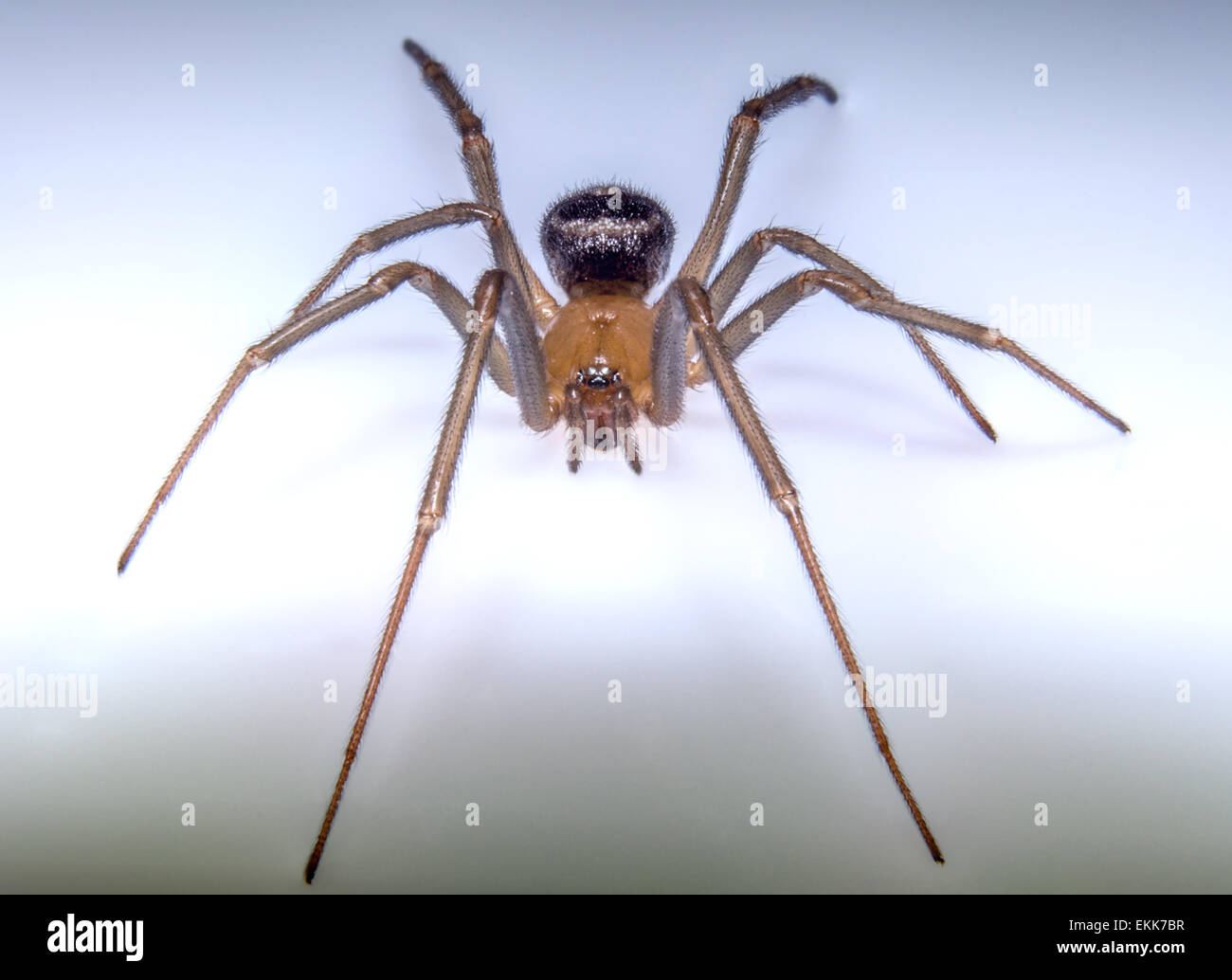 Braune Spinne mit Schatten auf weißem Hintergrund Stockfoto