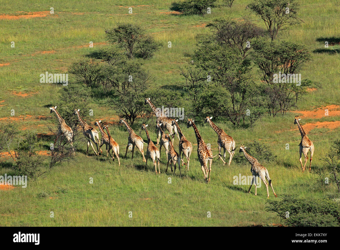 Luftaufnahme einer Herde Giraffen (Giraffa Plancius) im natürlichen Lebensraum, Südafrika Stockfoto