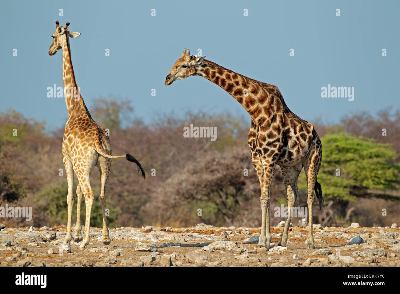 Giraffen (Giraffa Camelopardalis) im natürlichen Lebensraum, Etosha National Park, Namibia Stockfoto