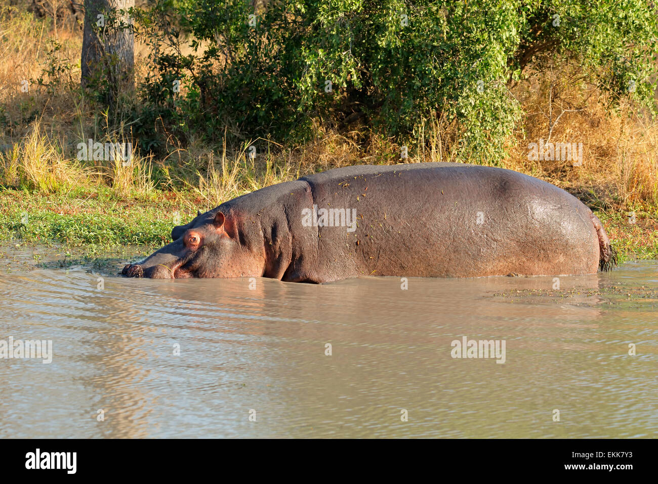 Flusspferd (Hippopotamus Amphibius) im flachen Wasser, Sabie Sand Naturschutzgebiet, Südafrika Stockfoto