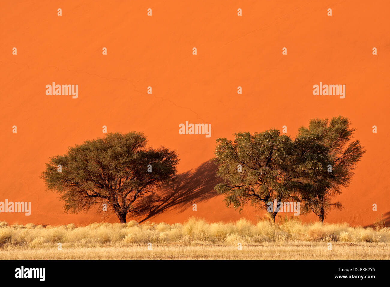 Roten Sanddüne mit afrikanischen Akazien und Wüste Gräser, Sossusvlei, Namibia, Südliches Afrika Stockfoto