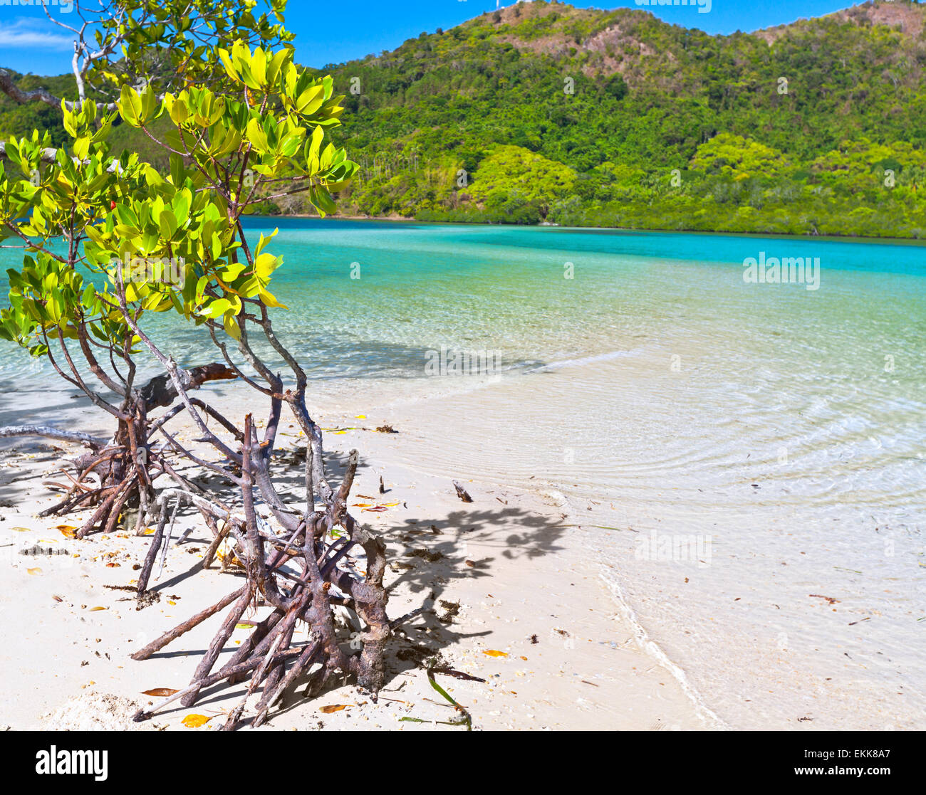 Mangroven-Baum auf der tropischen Insel Snake Stockfoto