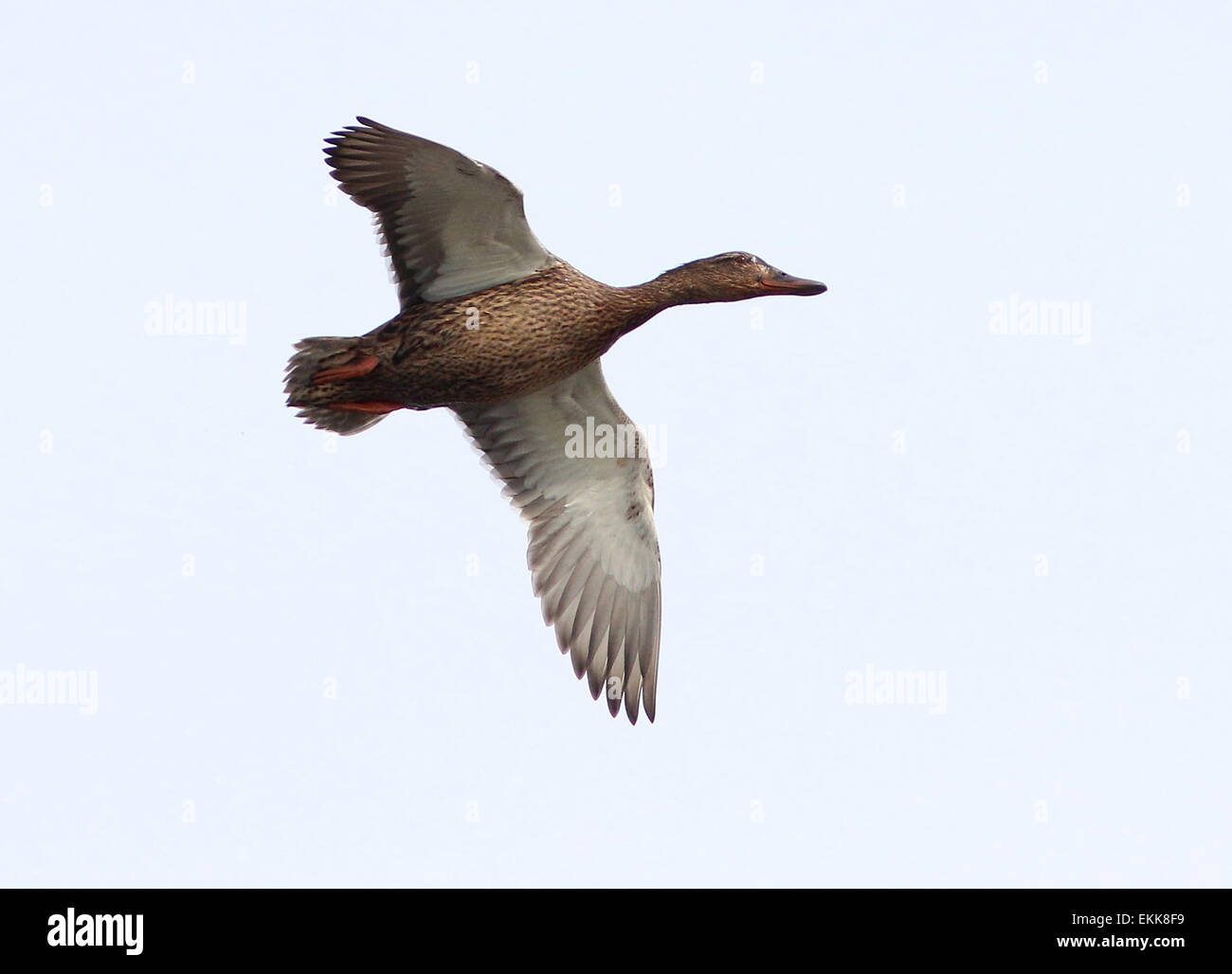 Männliche Garganey Ente (Anas Querquedula) im Flug Stockfoto