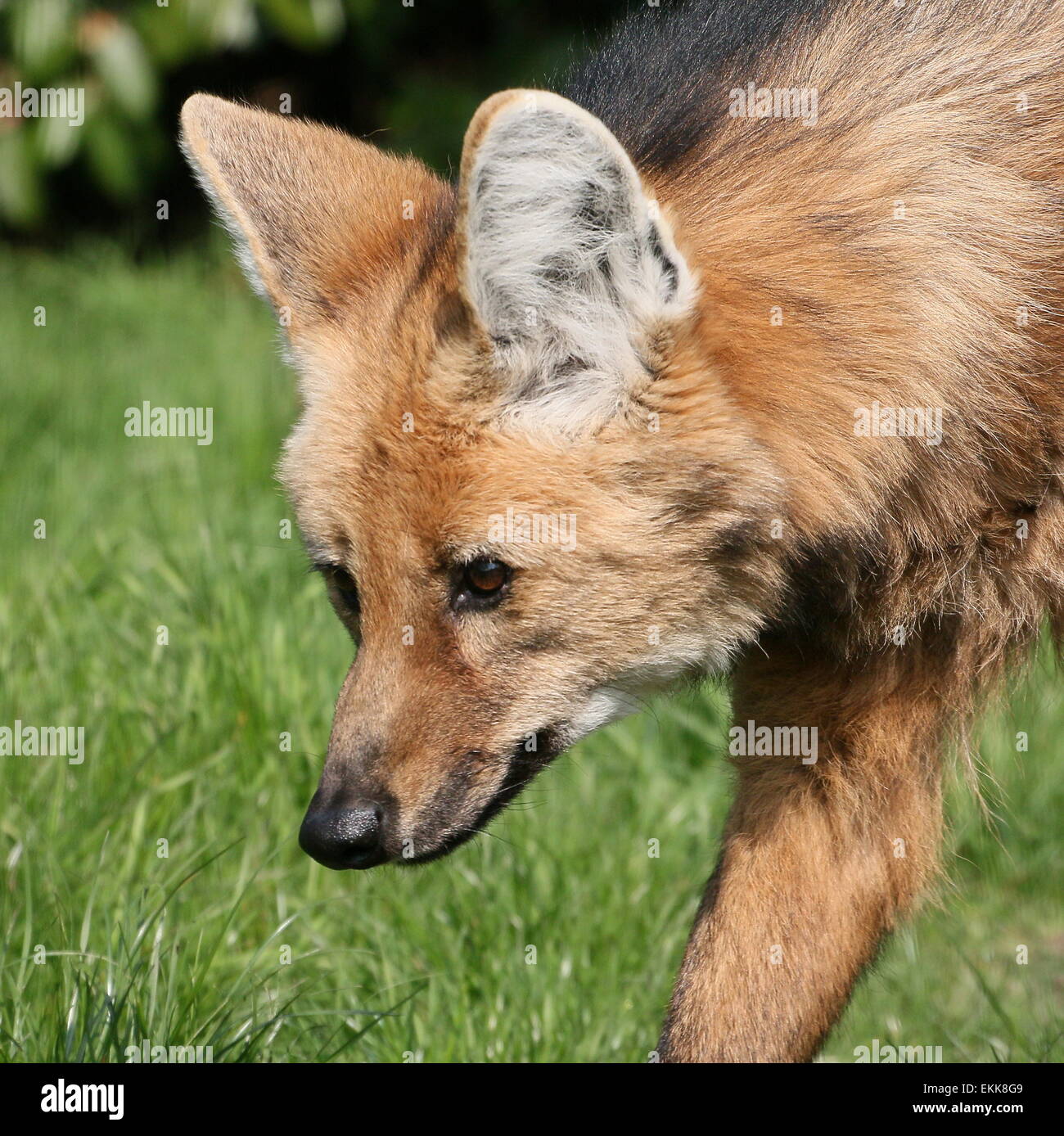 South American Maned Wolf (Chrysocyon Brachyurus)-Nahaufnahme des Kopfes Stockfoto