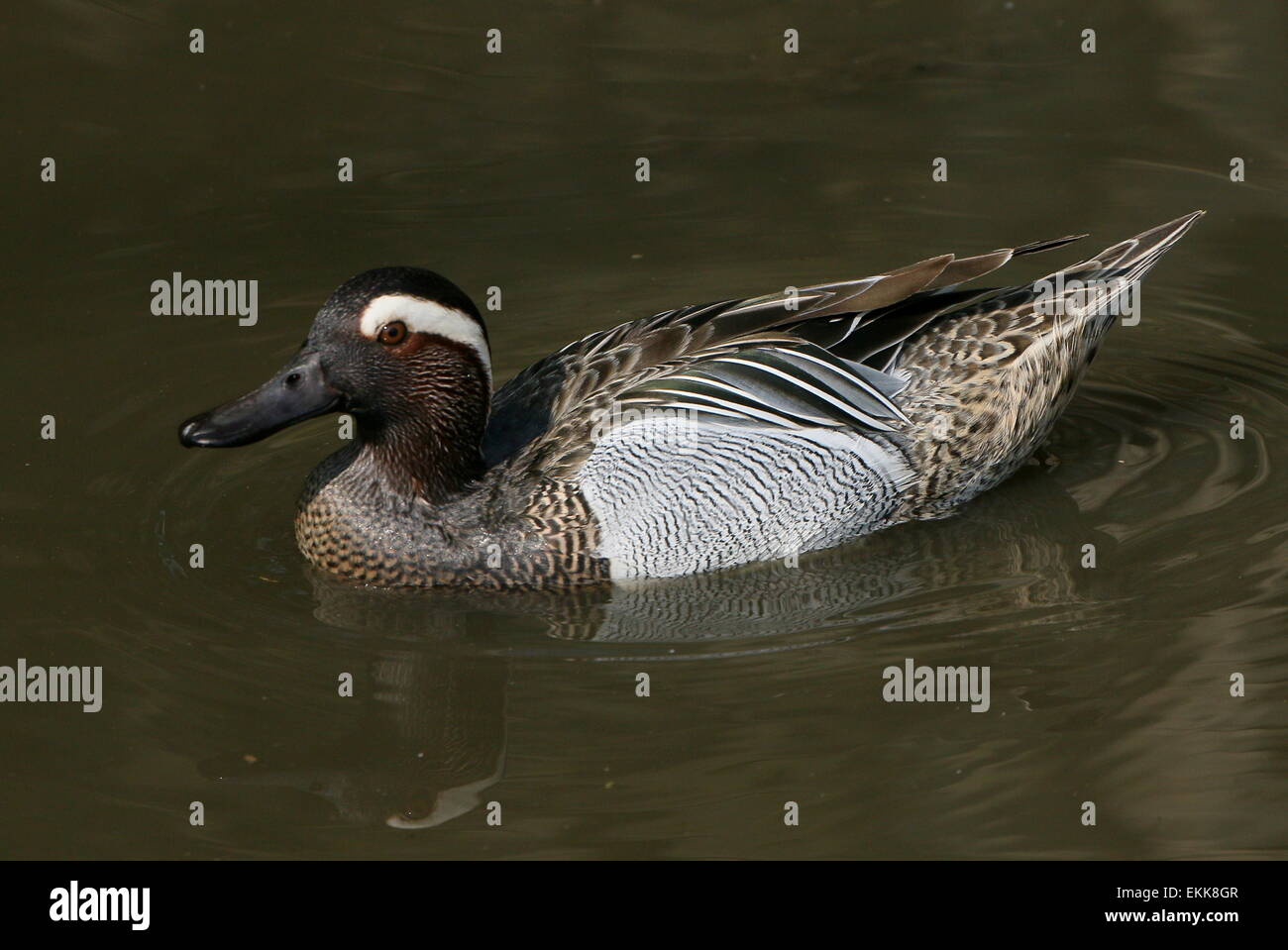 Männliche Garganey Ente (Anas Querquedula) schwimmen Stockfoto