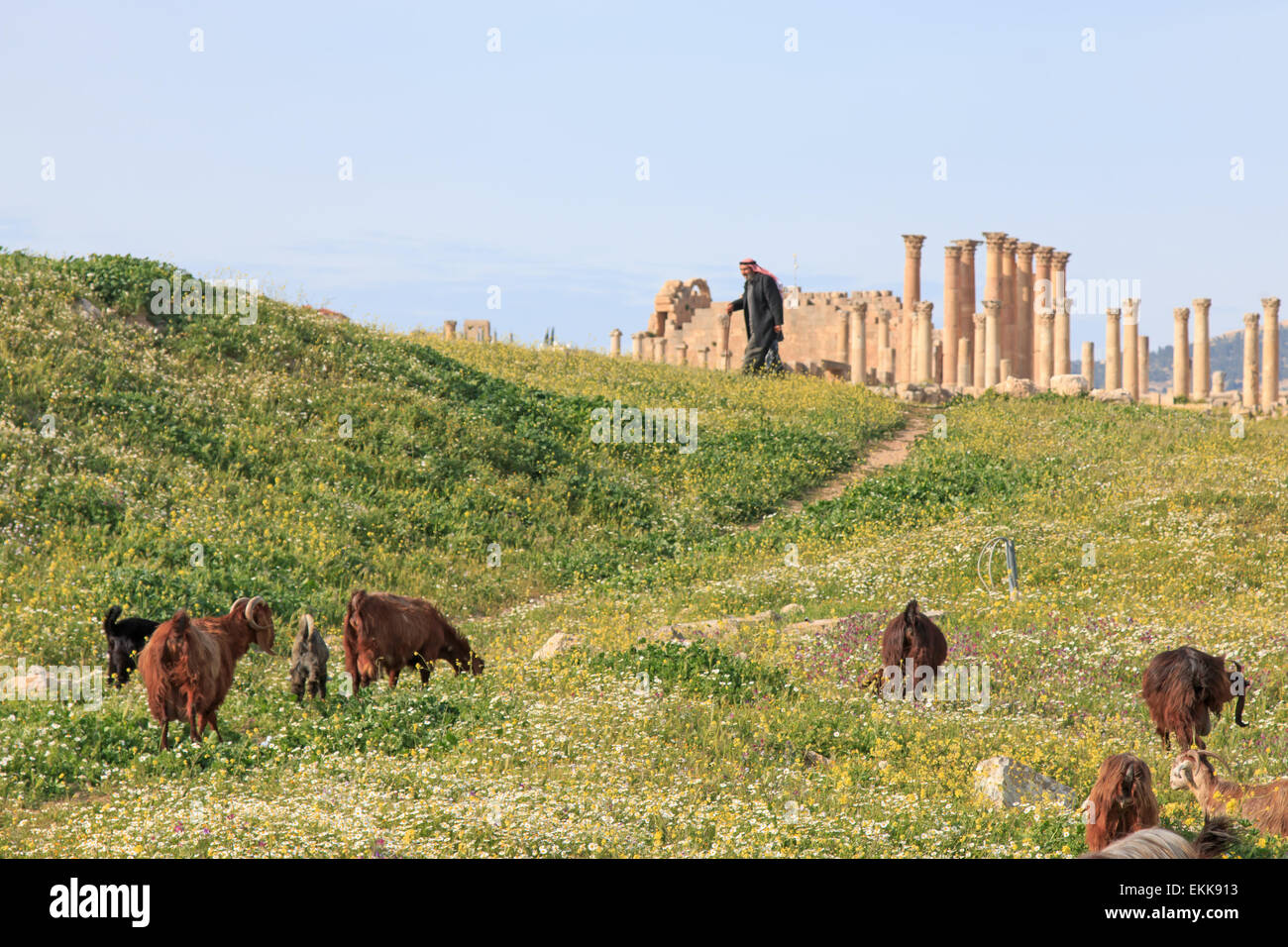 Amman, Jordanien - März 23,2015: Sheperd Wandern zwischen den Ruinen des antiken Jerash, die griechisch-römische Stadt Gerasa in modernen J Stockfoto