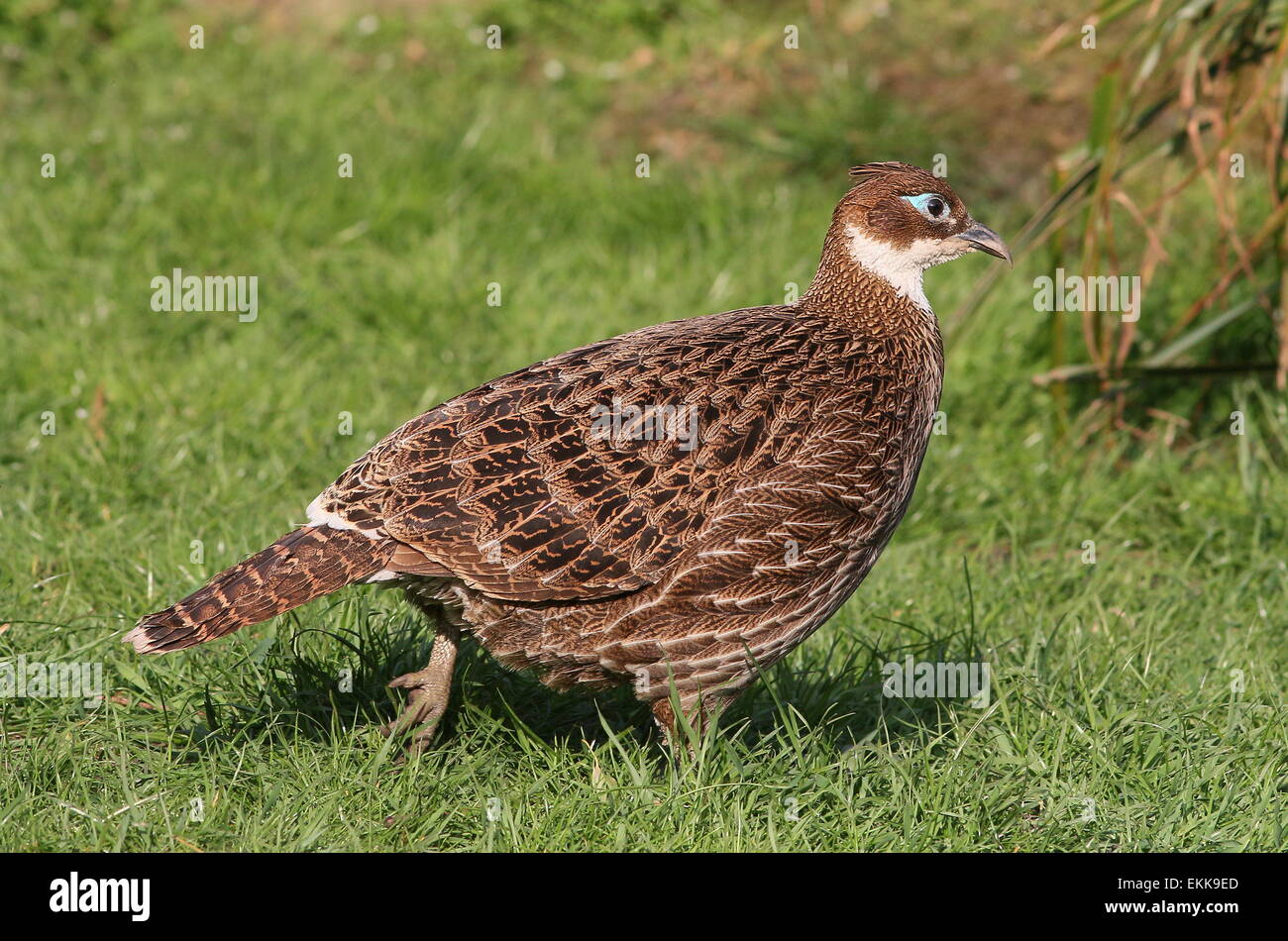 Weibliche Himalayan Monal Fasan (Lophophorus Impejanus), aka Impeyan Monal oder Danphe Stockfoto