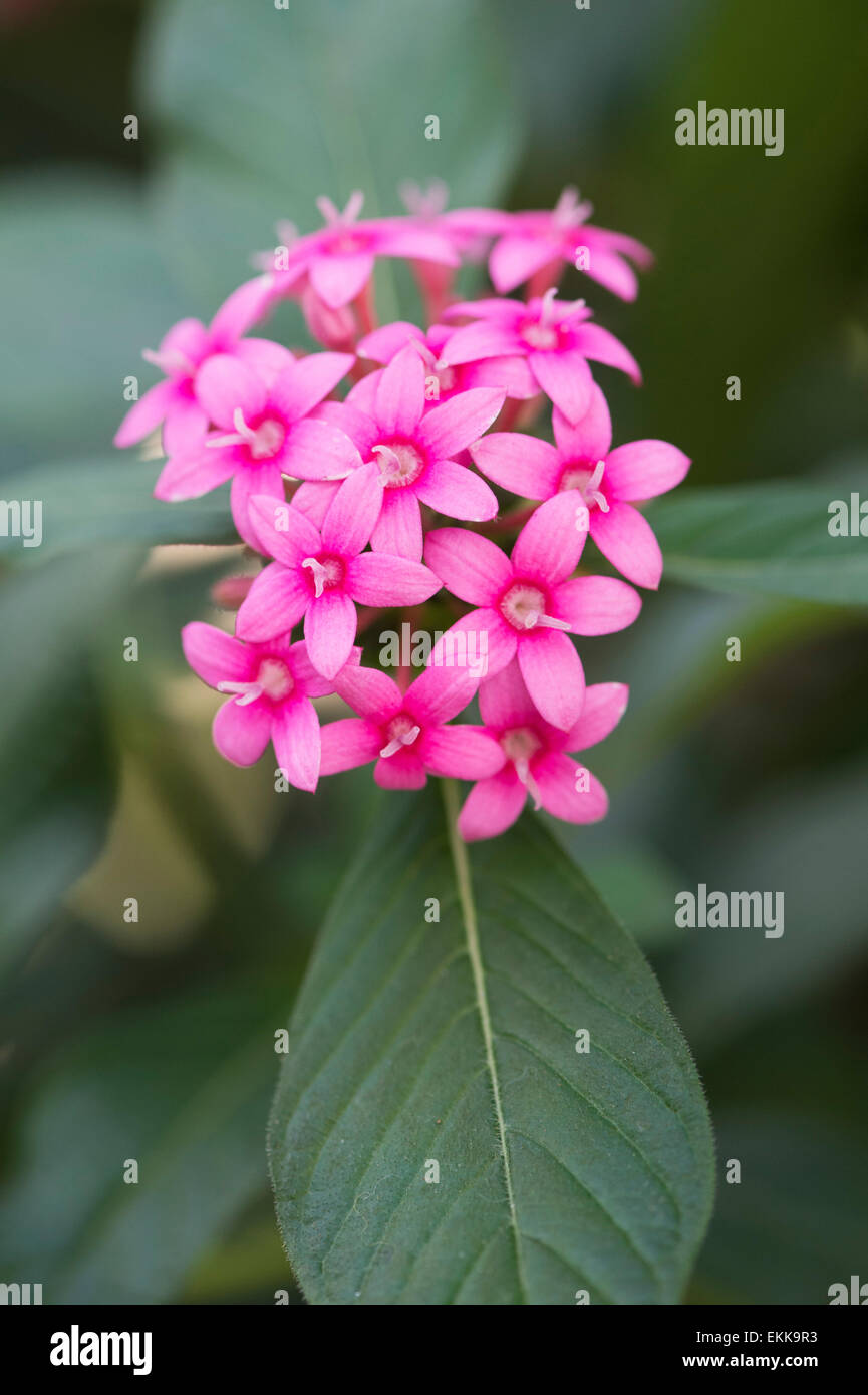 Pentas Lanceolata. Ägyptische Sternhaufen Blumen Stockfoto