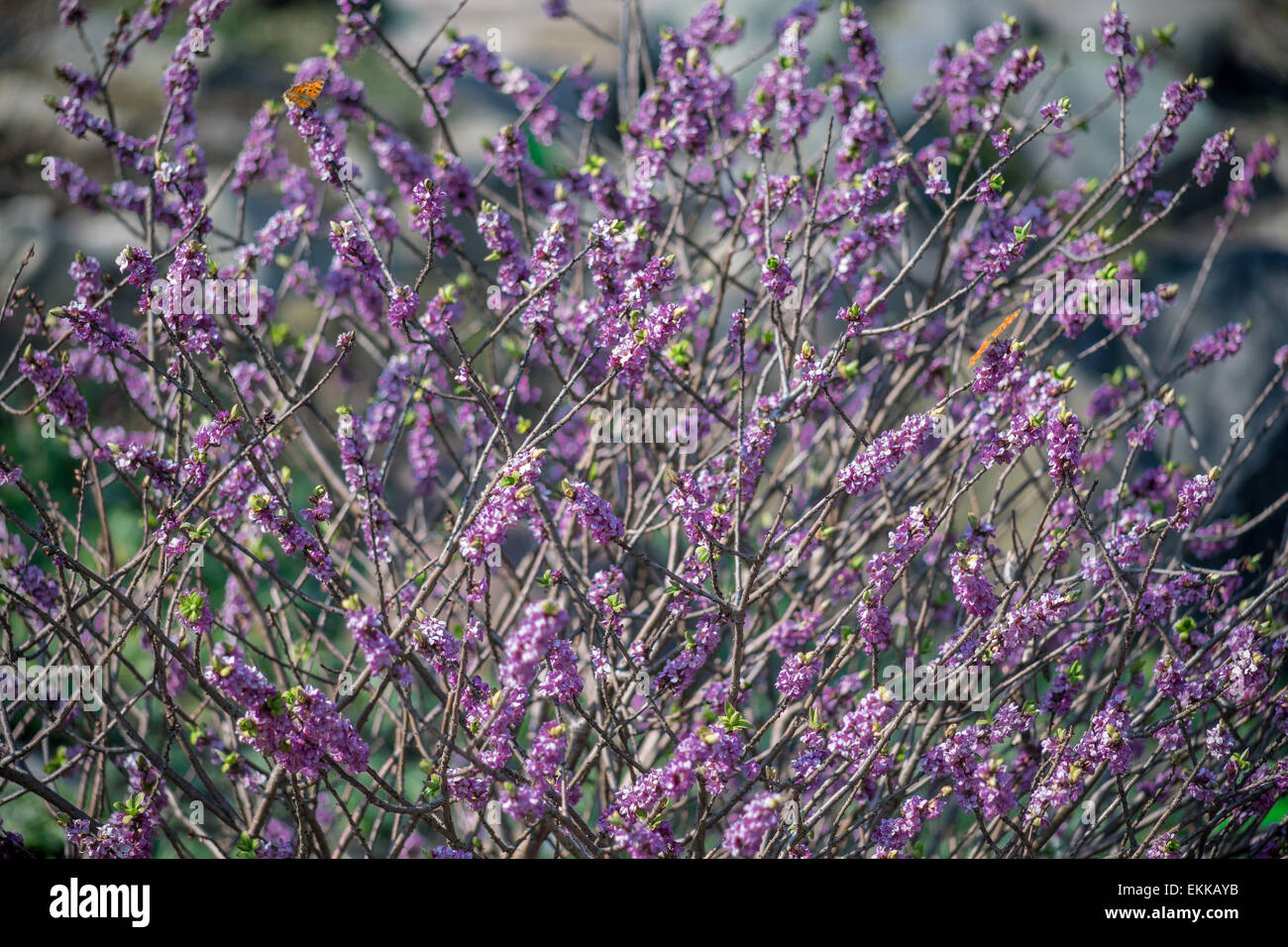 Seidelbast lila Blüte Cloes sich Daphne mezereum Stockfoto