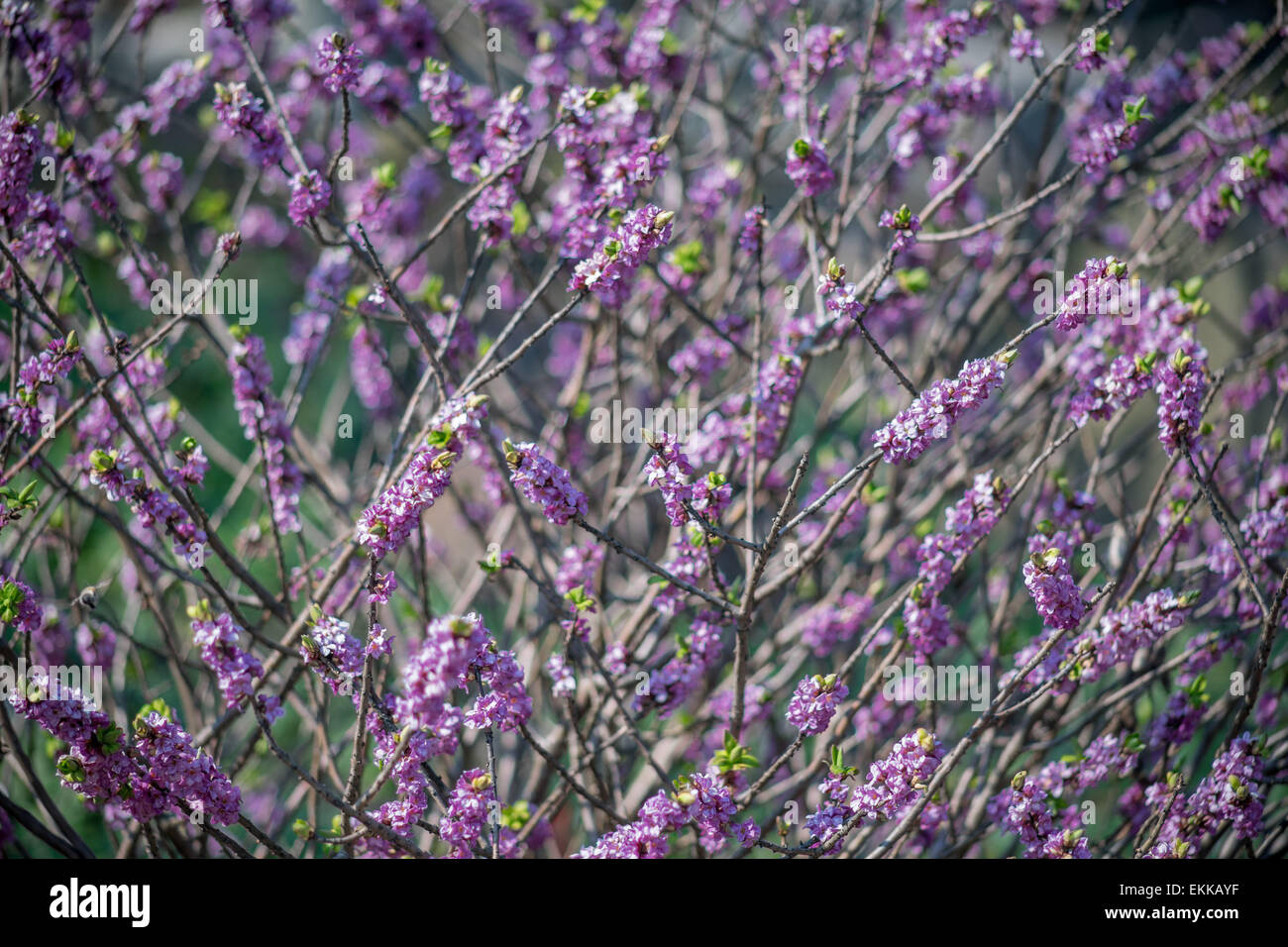 Seidelbast lila Blüte Cloes sich Daphne mezereum Stockfoto