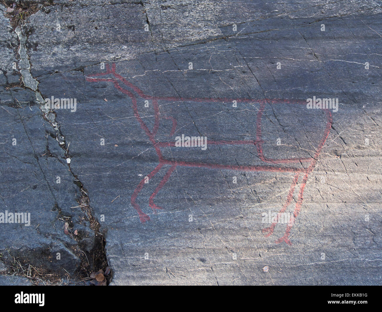 Norwegische Felszeichnungen oder Felsgravuren, verstärkt mit roter Farbe, mit Elch oder Hirsch, Oslo Norwegen Stockfoto