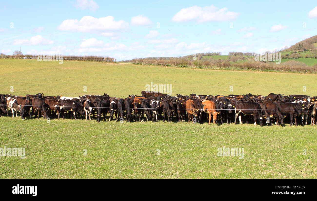 Stansbatch Herefordshire UK - Kälber trotz des Habens eines ganzen Feldes Gras hinter ihnen junge Bündel oben rechts gegen den Einzelstrang Elektrozaun. Die Jungrinder haben vor kurzem herausgestellt worden in der hügeligen Landschaft Herefordshire Weiden Stockfoto