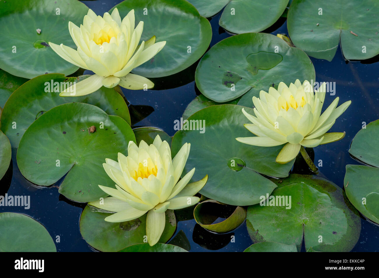 Drei gelbe Seerosen mit allerlei Blätter Nymphea Stockfoto