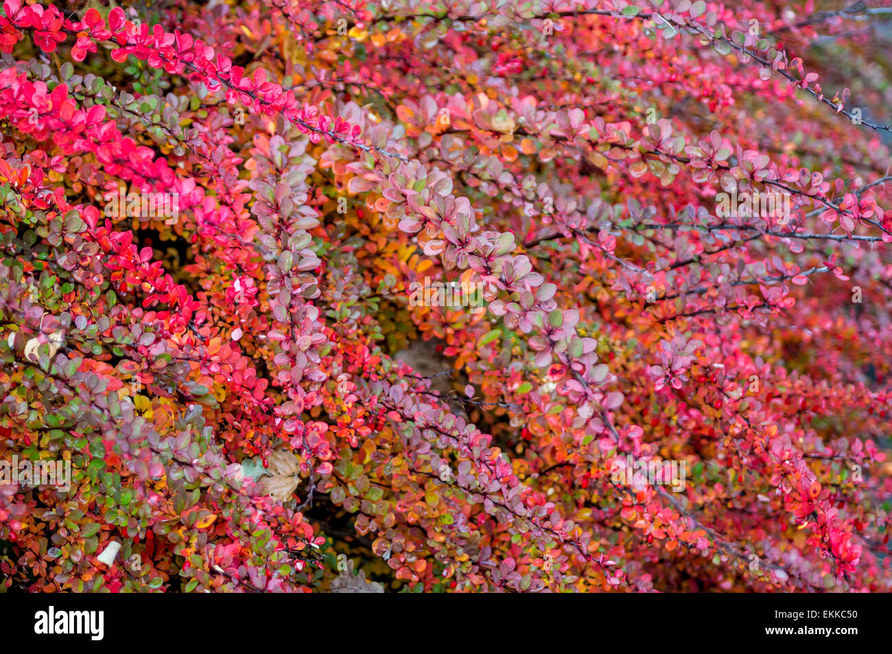 Multicolor reichen Berberis Thunbergii Blätter im Herbst Stockfoto