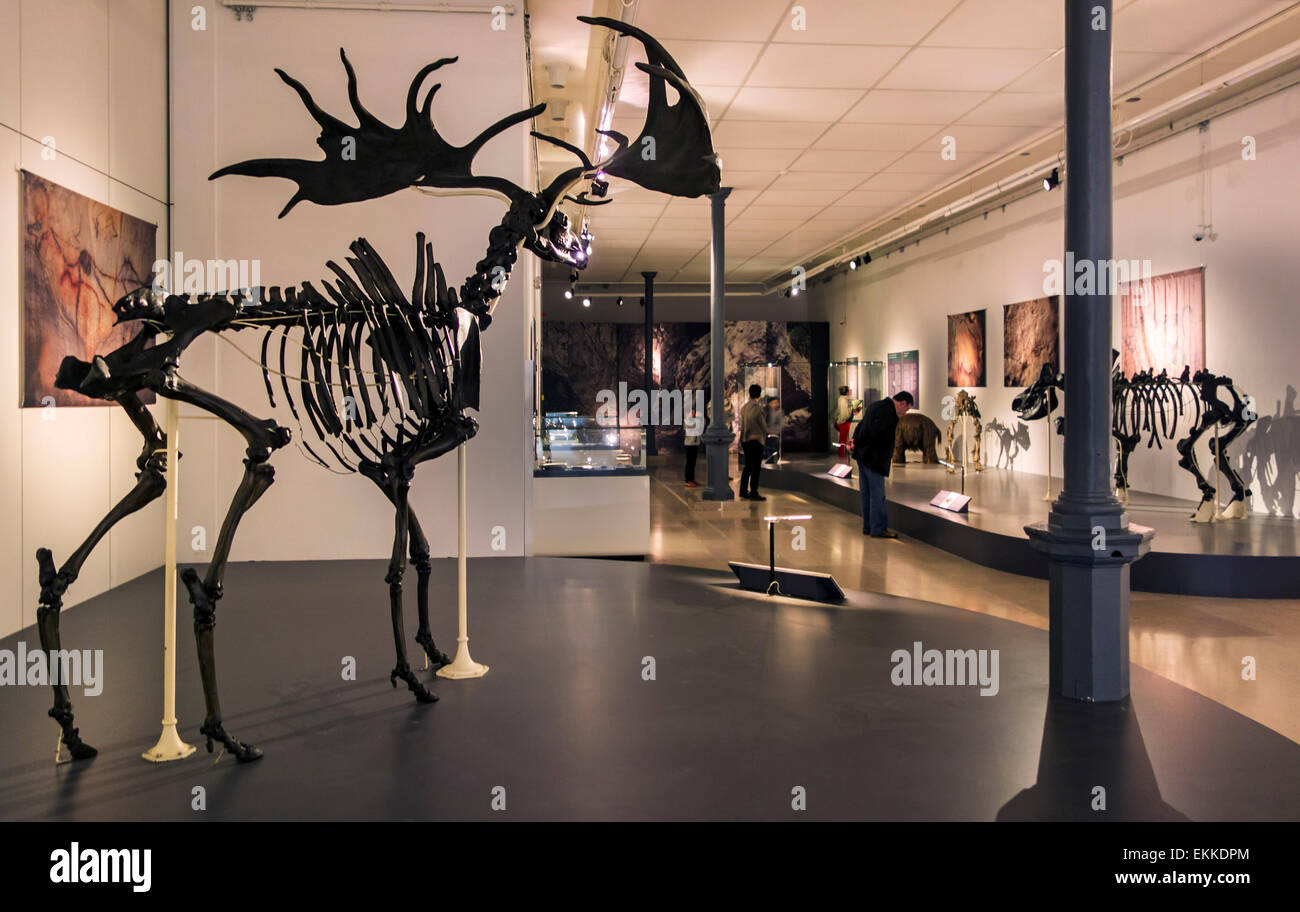 Skelett der irische Elche (Megaloceros Giganteus) und andere prähistorische Tiere im Cinquantenaire Museum, Brüssel, Belgien Stockfoto