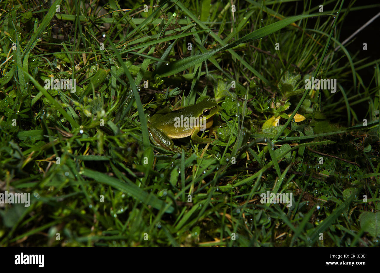 HYLA Meridionalis Frosch Gras gefüllt Teich-Ufer, in der Nacht Valdesalor, Cáceres, Extremadura, Spanien Stockfoto