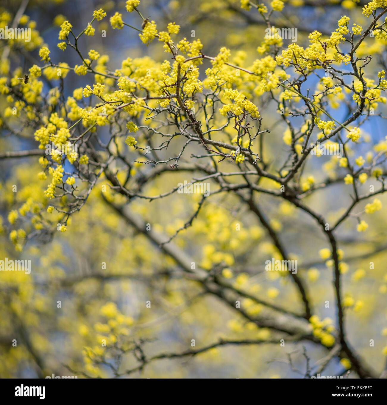 Cornelian Cherry Blossom Cornus mas Stockfoto