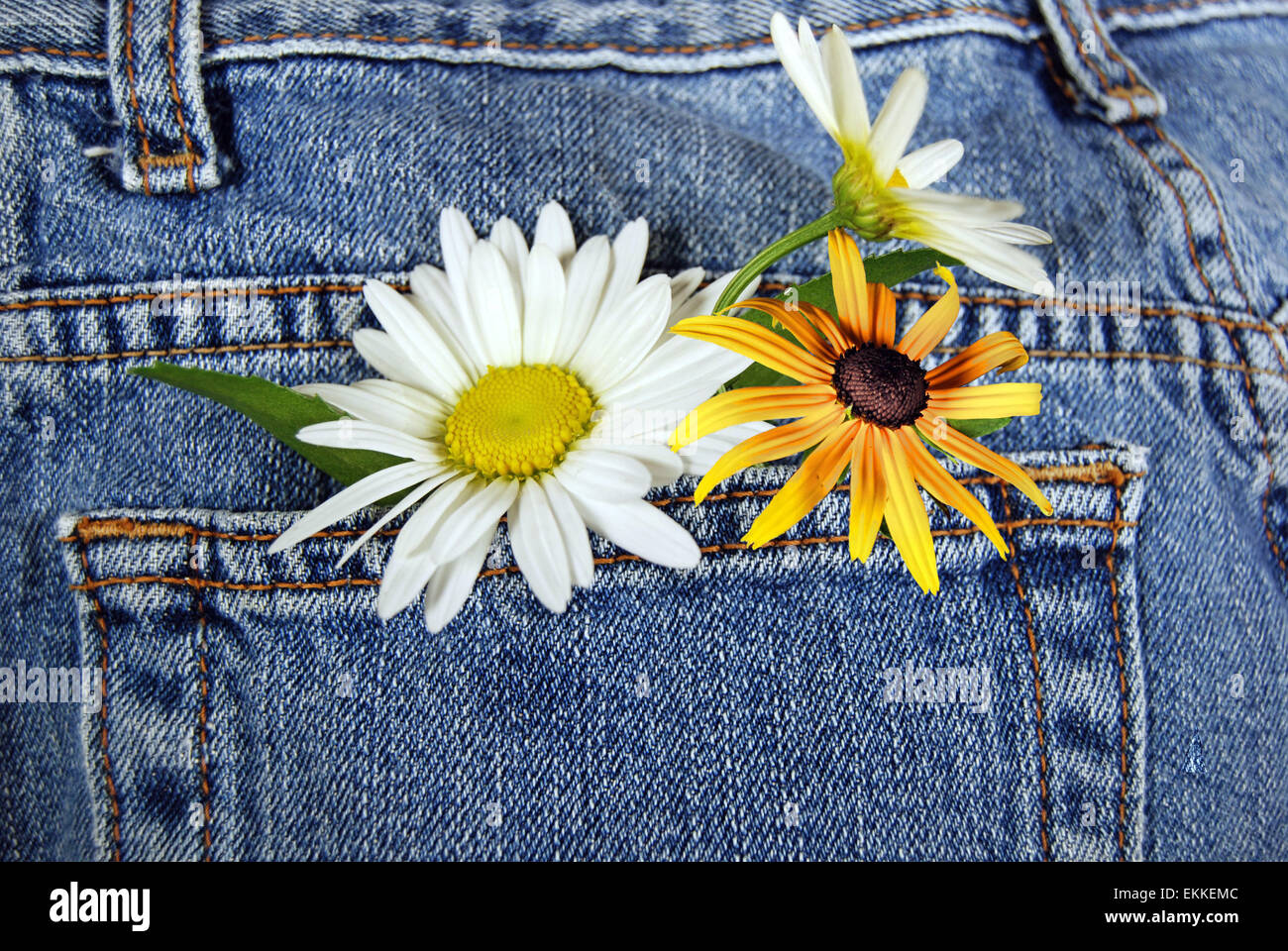 Daisy und Sonnenhut in eine Jeans-Tasche. Stockfoto