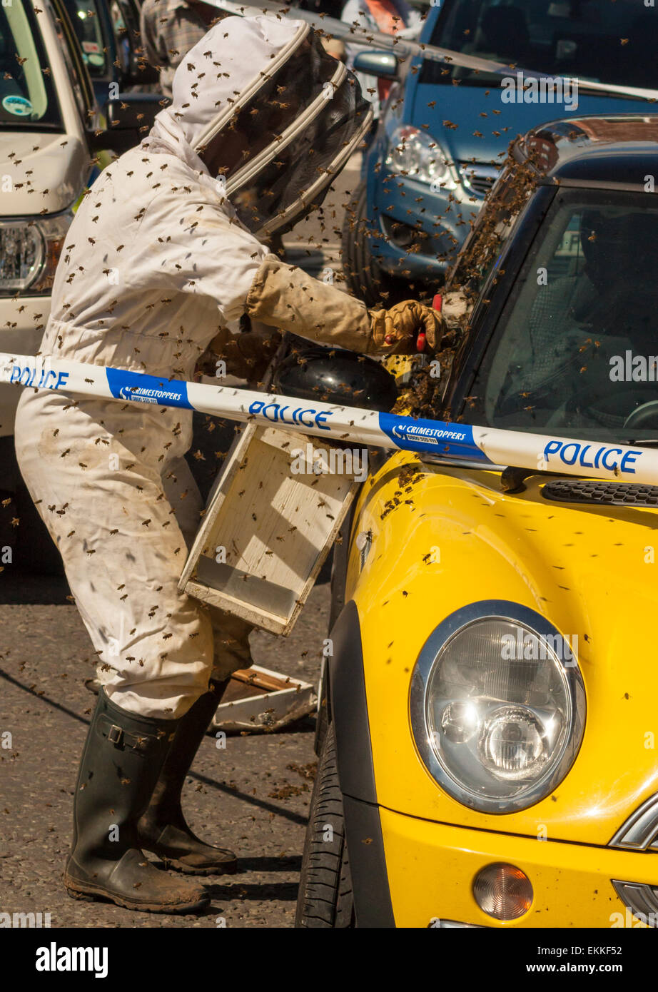 Bienen schwärmen auf ein gelbes Auto in Wimborne, Dorset. Polizei Verkehr in Schach zu halten, während die Imker den Schwarm entfernen Stockfoto