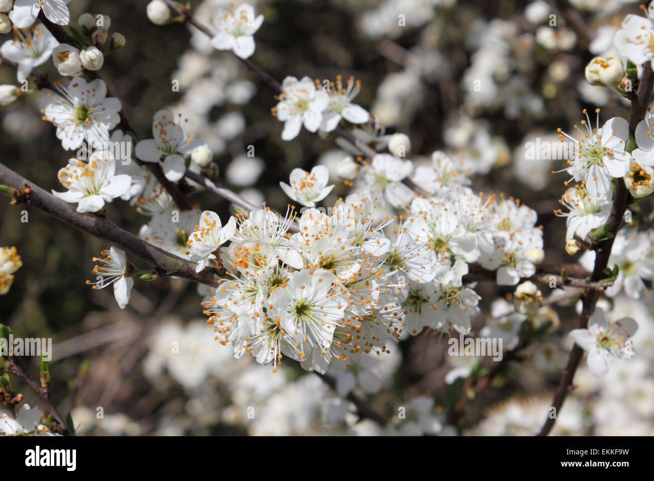 Nonsuch Park, Cheam, Surrey, England, Vereinigtes Königreich. 11. April 2015. Die zarten weißen Blüten eines Baumes Mai verkünden die Ankunft des Frühlings an einem sonnigen Tag im Nonsuch Park in Surrey. Stockfoto