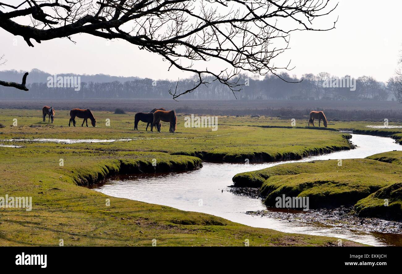 New Forest Ponys grasen an der Quelle des Flusses Beaulieu Stockfoto