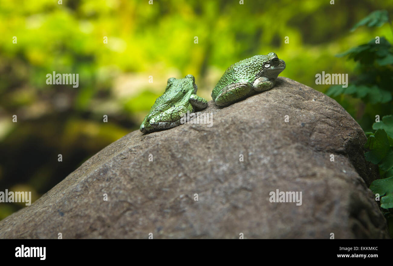 Eine attraktive grüne Froschlurche robuste ruht auf der Ston, Ozeanarium Lissabon, Portugal Stockfoto