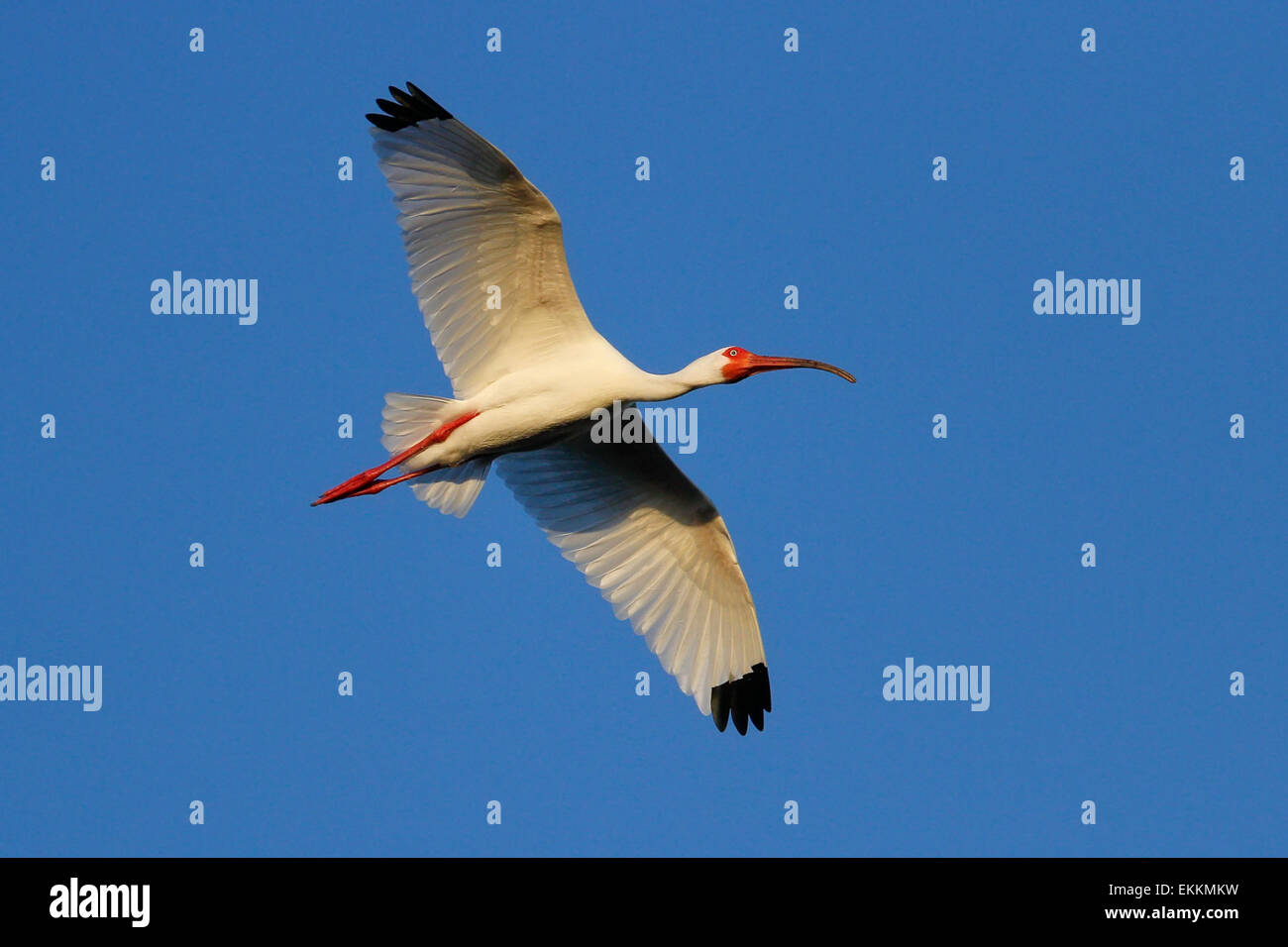 Weißer Ibis (Eudocimus Albus) blauen Himmel fliegen Stockfoto