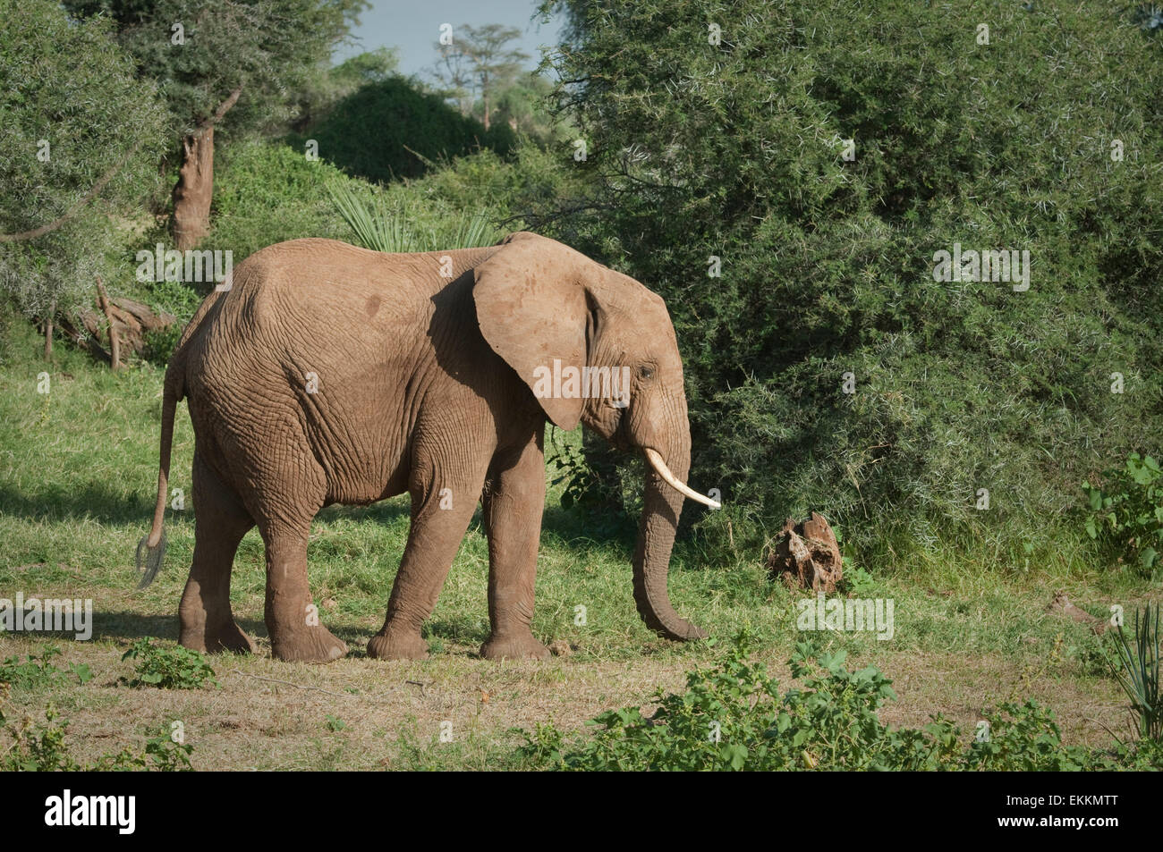 Afrikanischer Elefant Essen Stockfoto