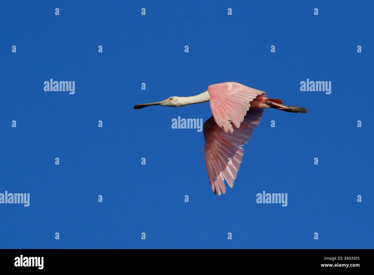 Rosige Löffler (Platalea Ajaja) Stockfoto