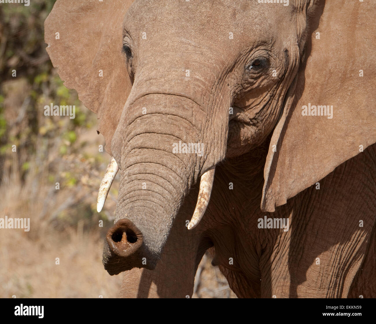 Porträt von Afrikanischer Elefant mit Rüssel verlängert Stockfotografie -  Alamy